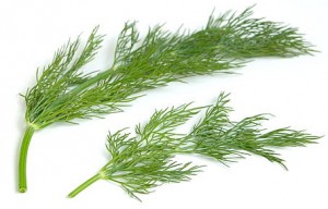 dill