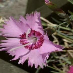gardening bargains