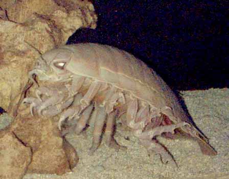 giant isopod