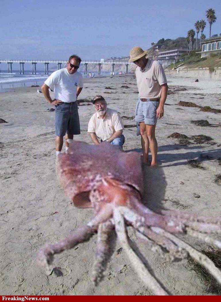 giant squid
