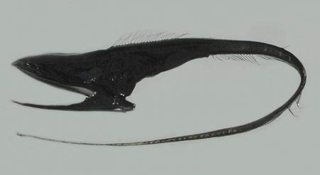 gulper eel