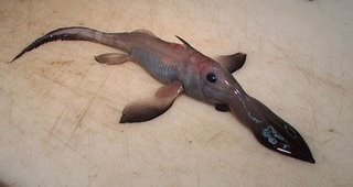 long nosed chimaera