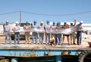 oarfish