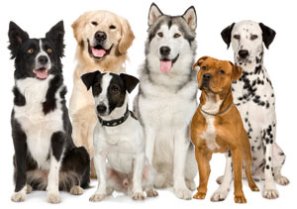 benefits of a dog