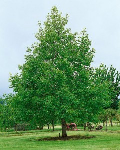 tulip tree