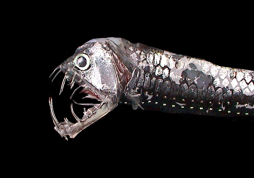 viperfish