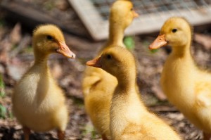 canard