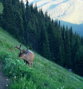 Olympic National Park
