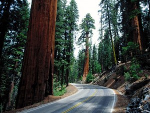 Sequoia National Park