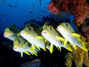 underwater photography