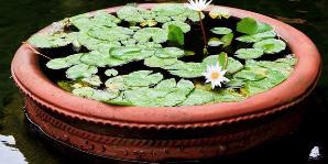 creative water gardens