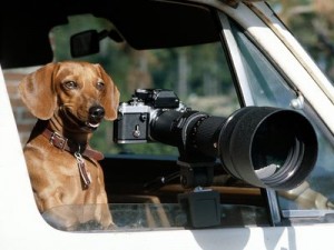 Top 10 things you need for a new puppy digital camera