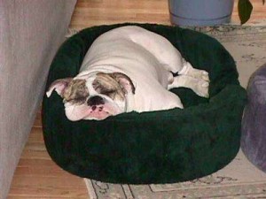 Top 10 things you need for a new puppy dog beds