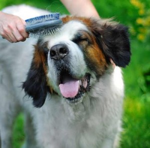 Top 10 things you need for a new puppy dog brush