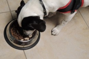Top 10 things you need for a new puppy dog food bowls