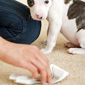 Top 10 things you need for a new puppy dog urine cleaner