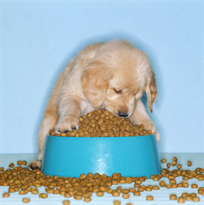 Top 10 things you need for a new puppy food