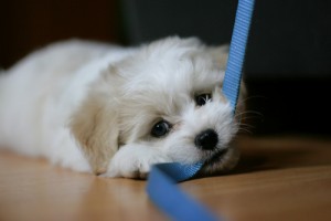 Top 10 things you need for a new puppy leash and collar