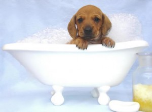 Top 10 things you need for a new puppy shampoo