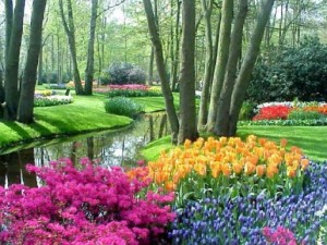 best of flower beds colorful tulip garden