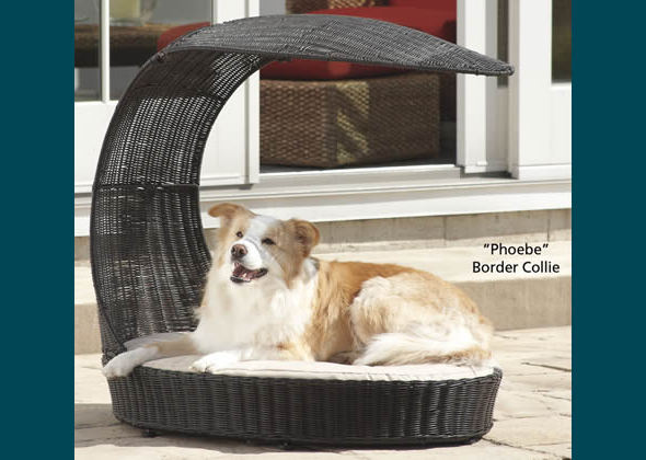 best of ways to spoil your dog chaise lounge