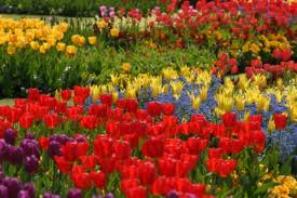 flower beds