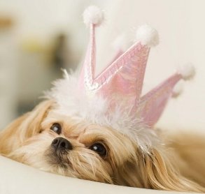 ways to spoil your dog