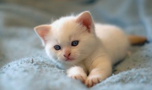 white kitten with blue eyes