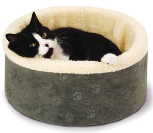 black and white kitten in a bed
