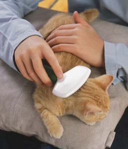 kitten being brushed