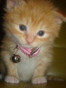 kitten with pink collar