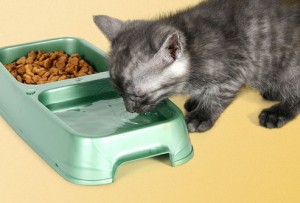 kitten drinking from bowl with food 