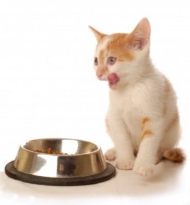 kitten with a bowl
