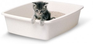 kitten in litter box