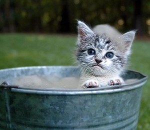 kitten in a bath