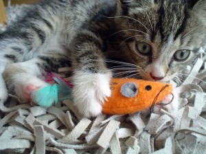 kitten with orange toy