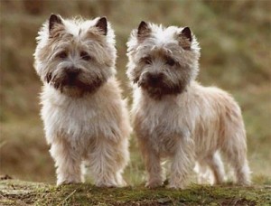 Cairn terrier in the top 10 smallest dog breeds