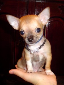 Chihuahua in the top 10 smallest dog breeds