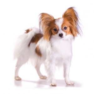 Papillion in the top 10 smallest dog breeds