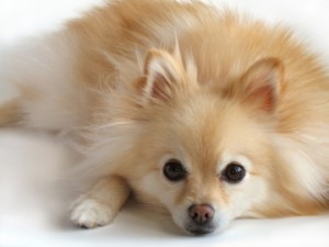 Pomeranian in the top 10 smallest dog breeds