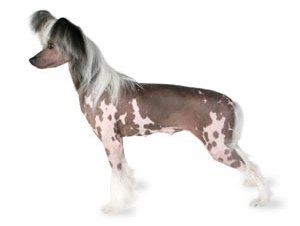 Chinese crested in the top 10 smallest dog breeds