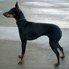 english toy terrier in the top 10 smallest dog breeds