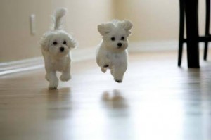 maltese in the top 10 smallest dog breeds