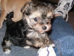 Morkie in the top 10 smallest dog breeds