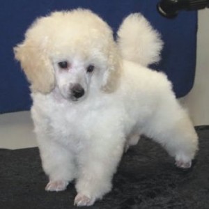 teacup toy poodle in the top 10 smallest dog breeds