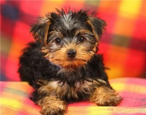 yorkie in top ten smallest dog breeds