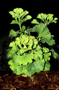Ginkgo biloba