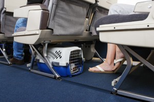 cabin policy