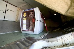 cargo policy