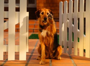 leave dog at home